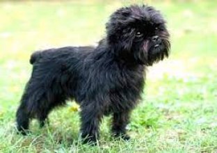 Lee más sobre el artículo Raza de perro Affenpinscher